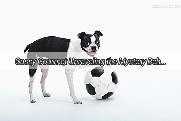 Gassy Gourmet Unraveling the Mystery Behind Your Dogs Constant Burping